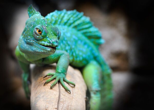 Read more about the article 5 Odd Attributes of Lizard Animal Totem