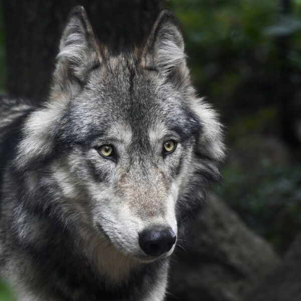 wolf spirit animal