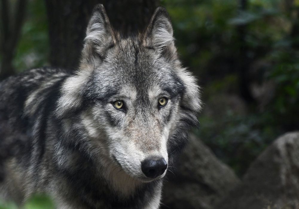 Read more about the article 6 Best Attributes of Wolf Animal Totem