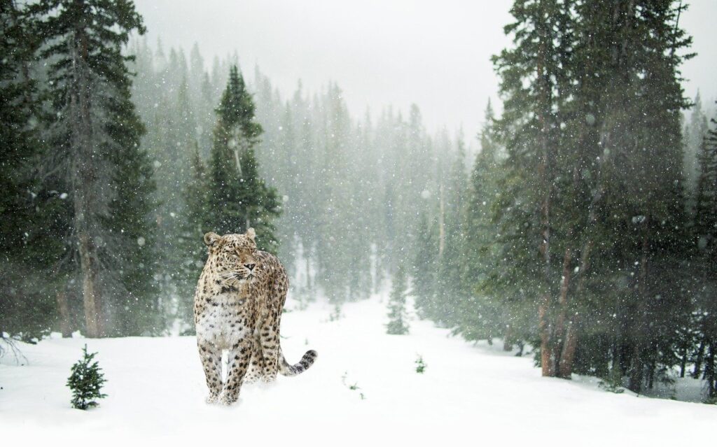 snow leopard animal totem