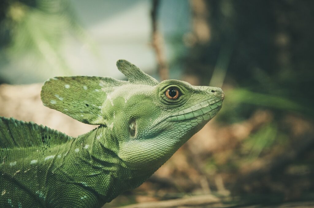 lizard animal totem
