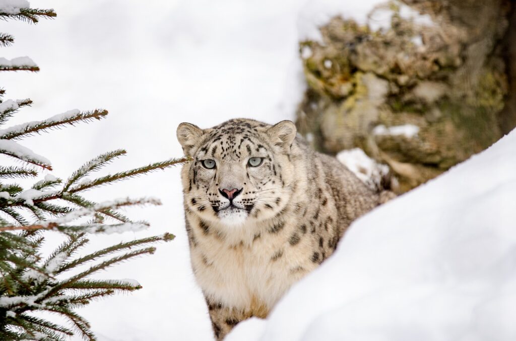snow leopard spirit animal