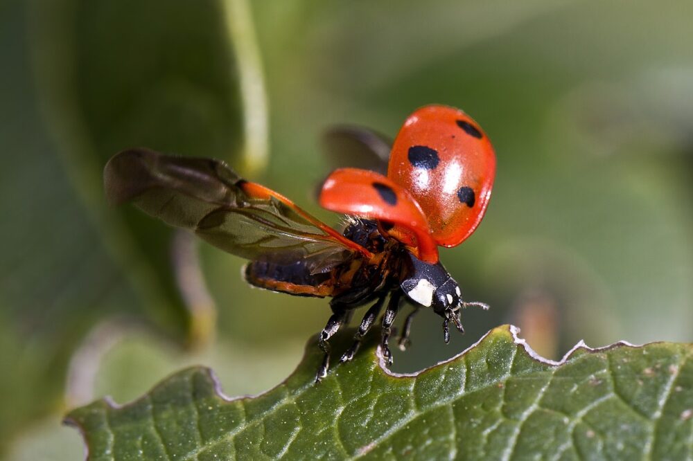 Read more about the article 8 Rare Attributes of Ladybug Animal Totem