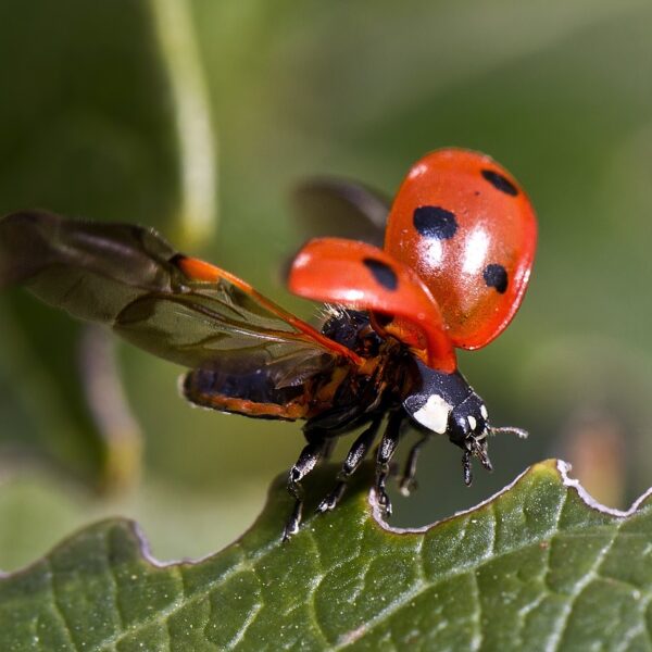 ladybug spirit animal