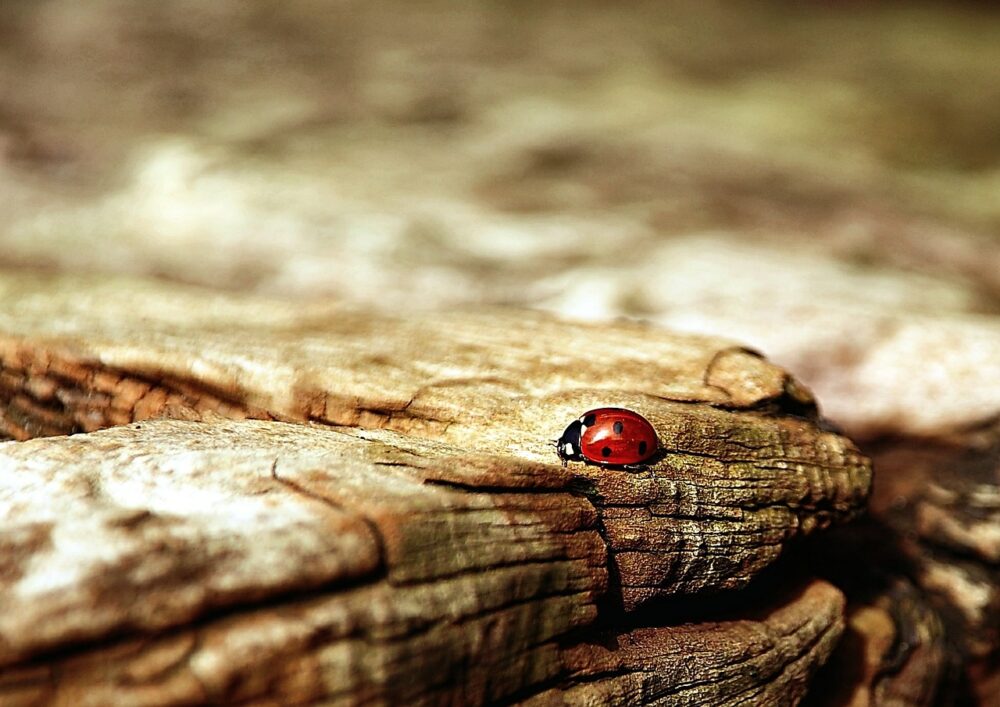 ladybug totem