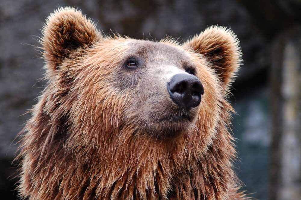 grizzly bear spirit animal