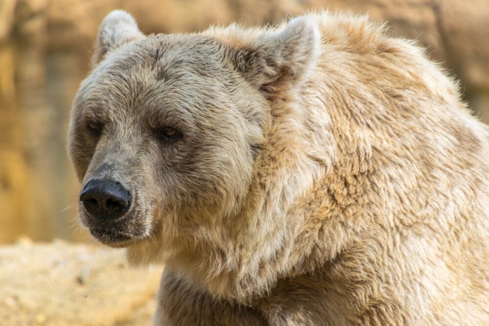 grizzly bear animal totem