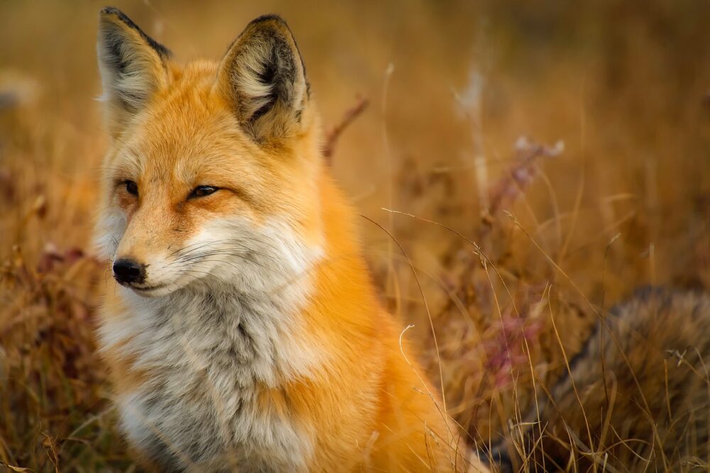 Fox spirit animal