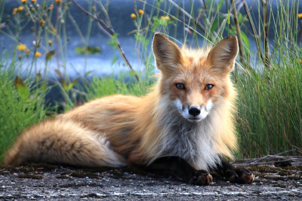 fox animal totem