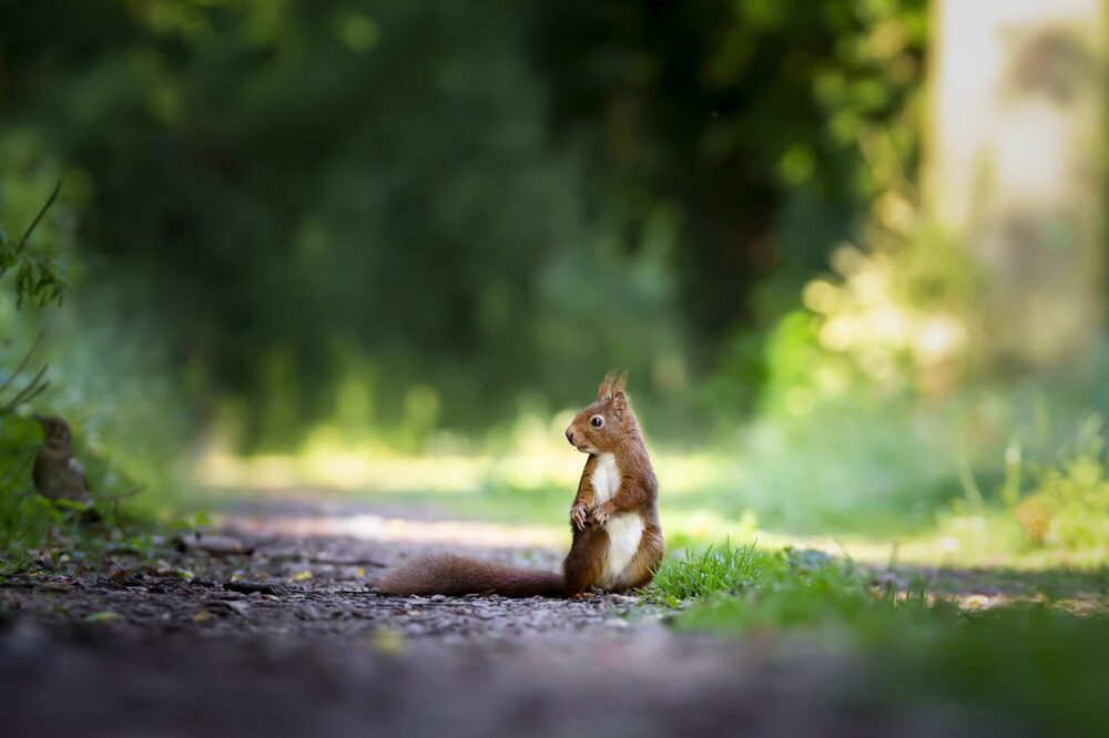 Read more about the article 8 Amazing Attributes of Squirrel Spirit Animal
