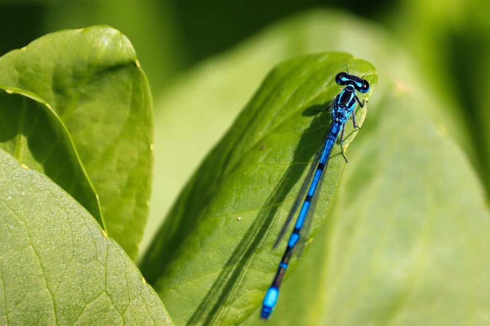Read more about the article 6 Amazing Attributes of the Dragonfly Totem
