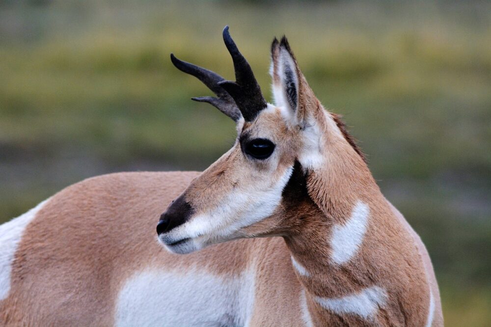 antelope spirit animal