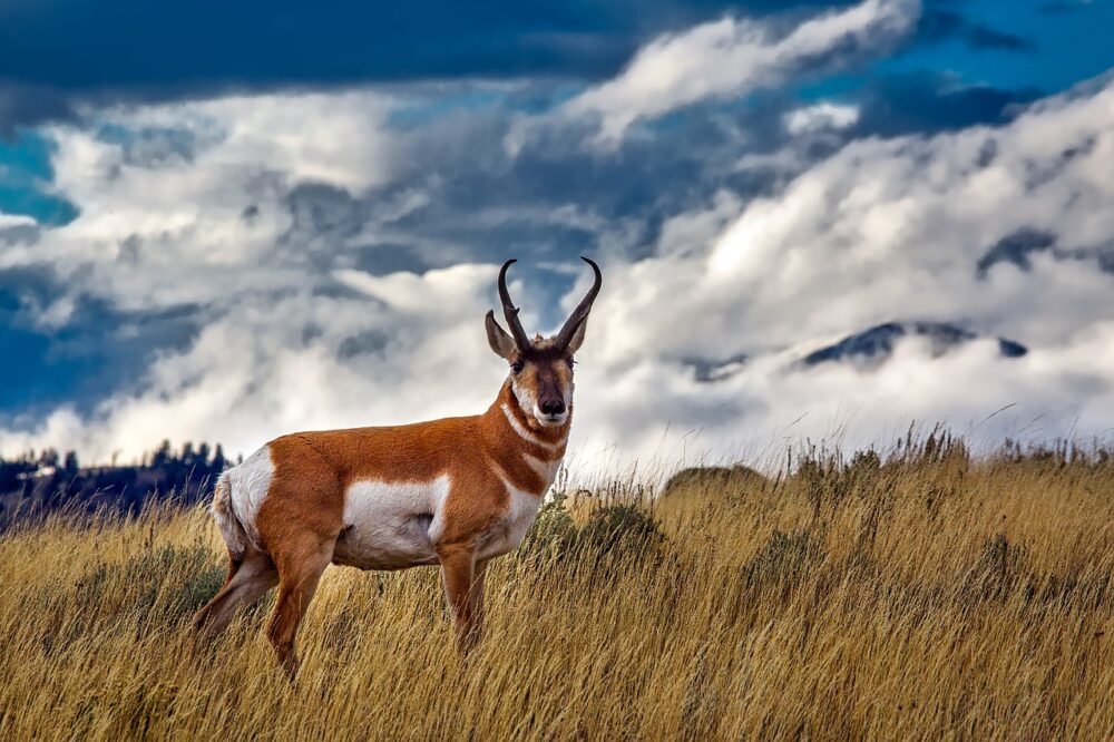 Read more about the article 5 Amazing Attributes of American Antelope Animal Totem
