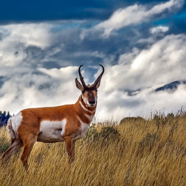 antelope spirit animal