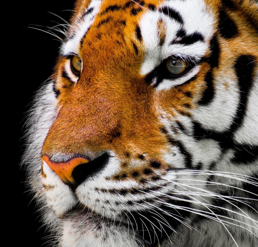 Read more about the article 8 Amazing Attributes of Tiger Spirit Animal