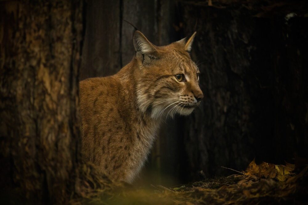 Read more about the article 8 Amazing Attributes of Lynx Spirit Animal