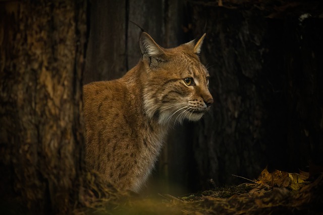 Lynx spirit animal