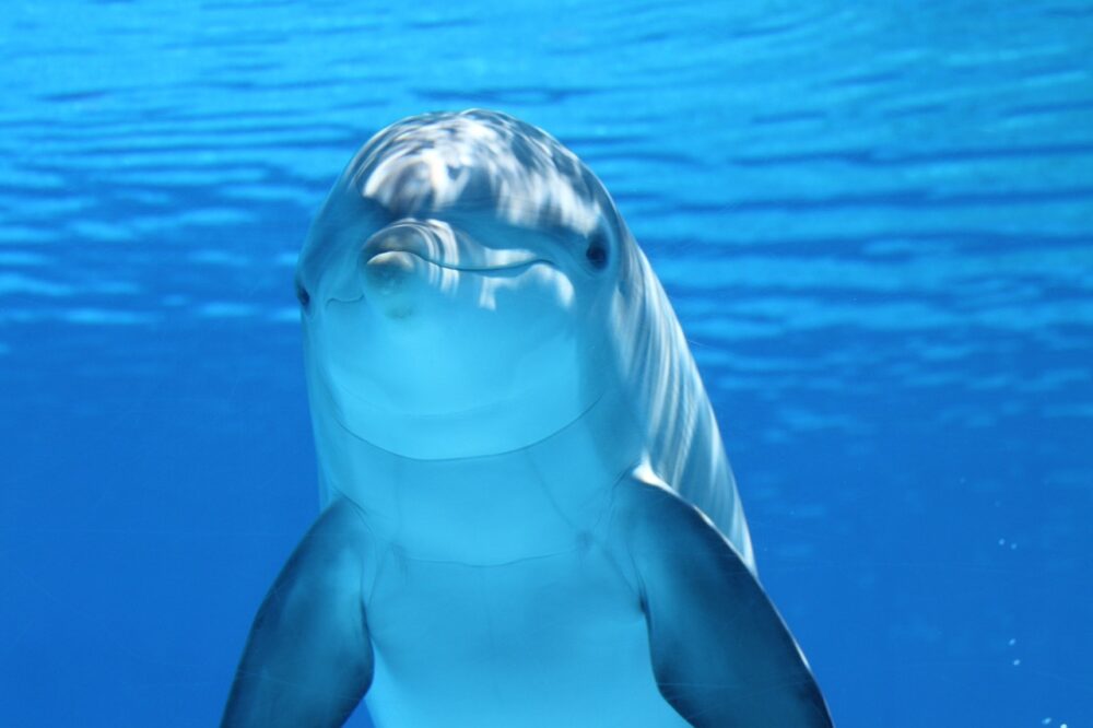 Read more about the article 9 Amazing Attributes of Dolphin Spirit Animal