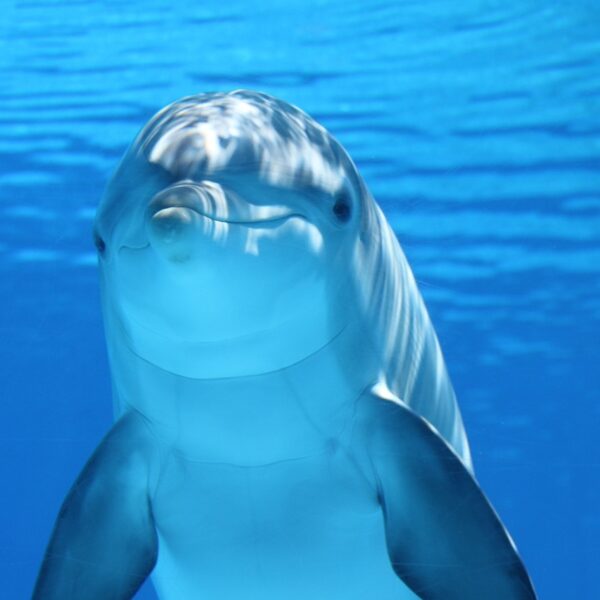 Dolphin spirit animal