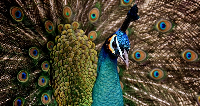 Peacock spirit animal