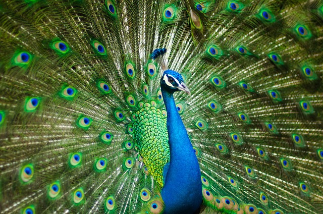Peacock totem
