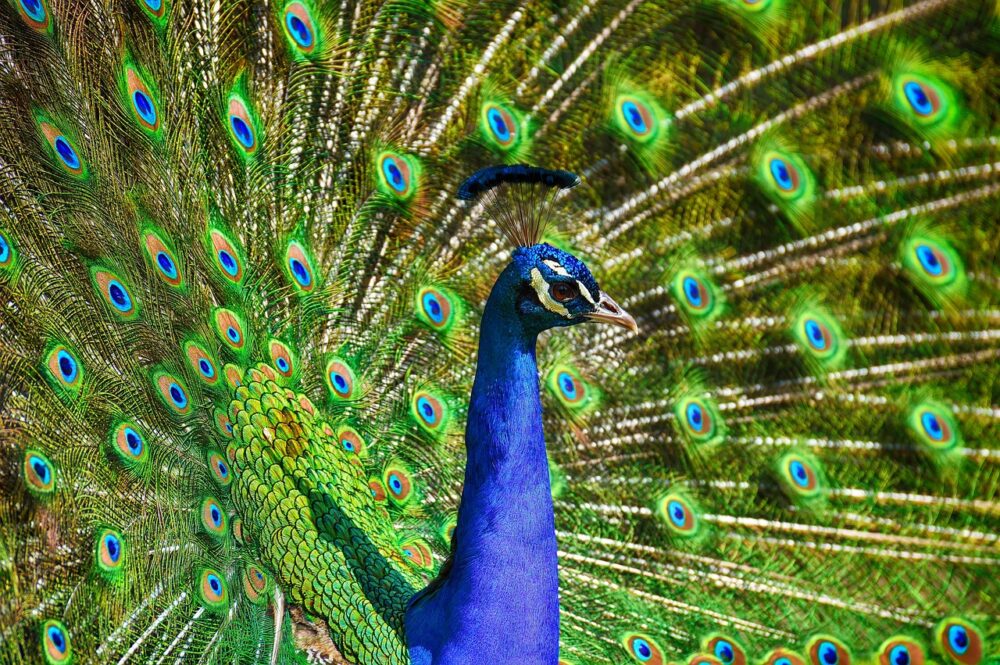 Read more about the article Peacock Spirit Animal | 8 Amazing Attributes