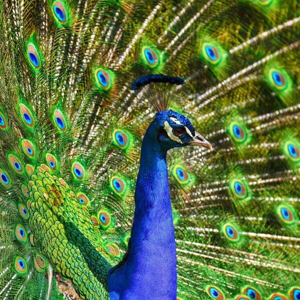 Peacock Spirit Animal | 8 Amazing Attributes