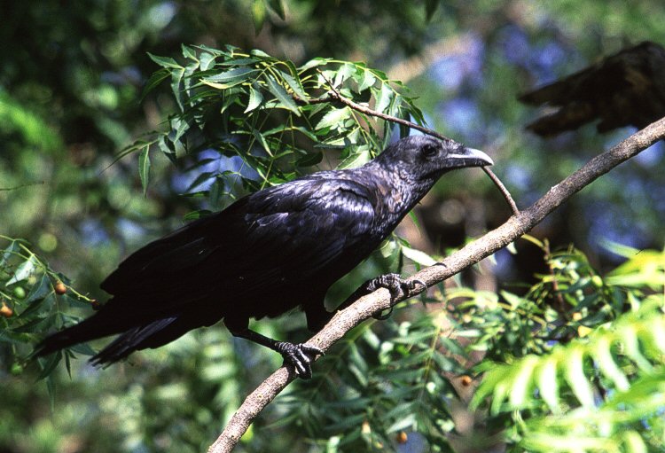 raven totem