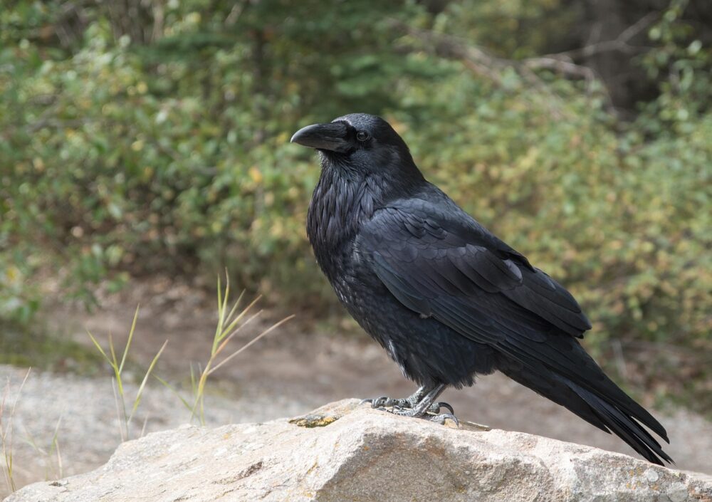 raven spirit animal