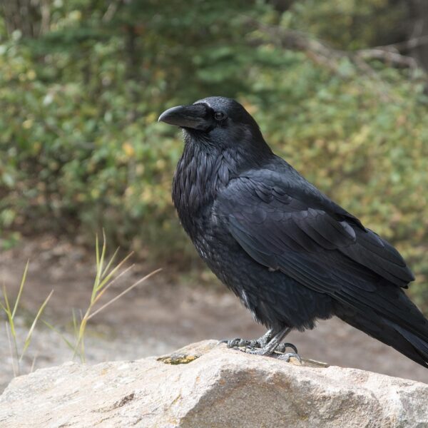 The Raven | Spirit Animal Messages