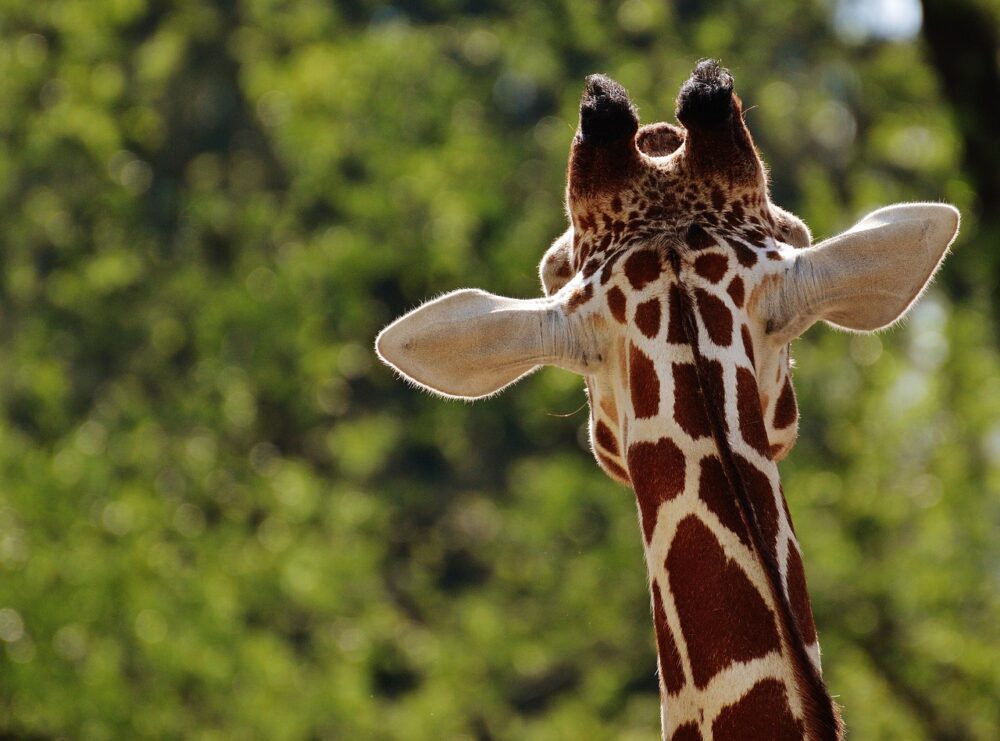 Read more about the article GIRAFFE ANIMAL TOTEM | 5 SURPRISING ATTRIBUTES