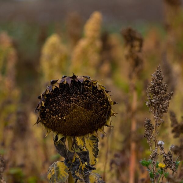 The Silent Wounds That Fester the Soul